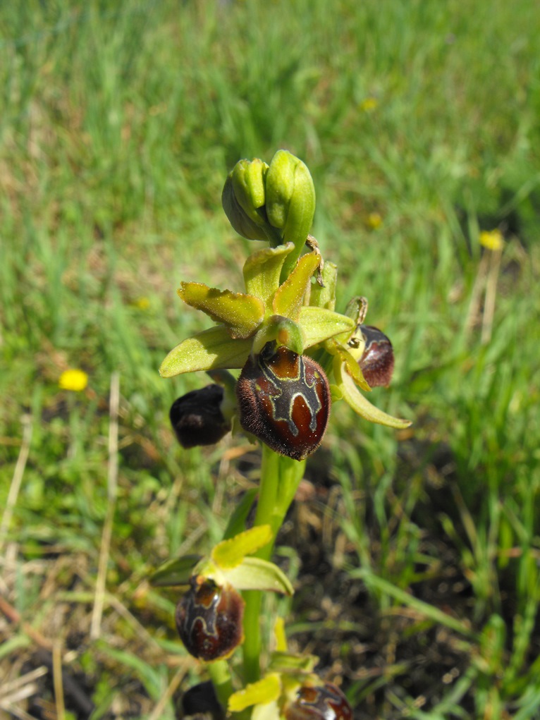 Per Orchidee lungo la piana del fiume Magra (SP)